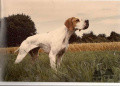 Pedigree ASTRA DU VIVIER DU FIEUX Pedigree ASTRA DU VIVIER DU FIEUX